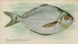 1900 American Tobacco Co. Fish From American Waters (T407) #NNO Butterfish Front