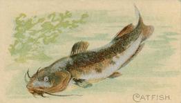 1900 American Tobacco Co. Fish From American Waters (T407) #NNO Catfish Front