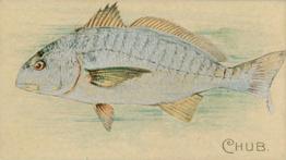 1900 American Tobacco Co. Fish From American Waters (T407) #NNO Chub Front