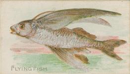 1900 American Tobacco Co. Fish From American Waters (T407) #NNO Flying Fish Front