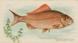 1900 American Tobacco Co. Fish From American Waters (T407) #NNO Goldfish Front