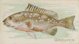 1900 American Tobacco Co. Fish From American Waters (T407) #NNO Grouper Front