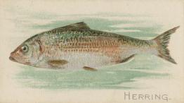 1900 American Tobacco Co. Fish From American Waters (T407) #NNO Herring Front