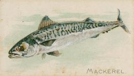 1900 American Tobacco Co. Fish From American Waters (T407) #NNO Mackerel Front
