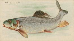 1900 American Tobacco Co. Fish From American Waters (T407) #NNO Mullet Front