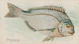 1900 American Tobacco Co. Fish From American Waters (T407) #NNO Porgy Front