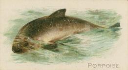1900 American Tobacco Co. Fish From American Waters (T407) #NNO Porpoise Front