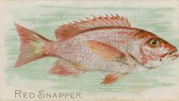 1900 American Tobacco Co. Fish From American Waters (T407) #NNO Red Snapper Front