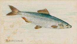 1900 American Tobacco Co. Fish From American Waters (T407) #NNO Sardine Front