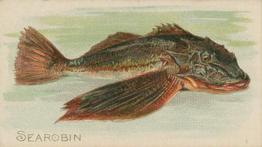 1900 American Tobacco Co. Fish From American Waters (T407) #NNO Searobin Front
