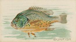 1900 American Tobacco Co. Fish From American Waters (T407) #NNO Sunfish Front