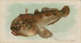 1900 American Tobacco Co. Fish From American Waters (T407) #NNO Toadfish Front