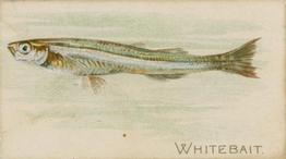 1900 American Tobacco Co. Fish From American Waters (T407) #NNO Whitebait Front