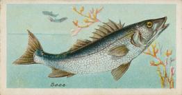 1903 Player's Fishes of the World #NNO Bass Front