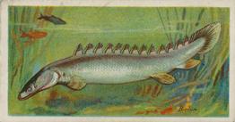 1903 Player's Fishes of the World #NNO Bichir Front