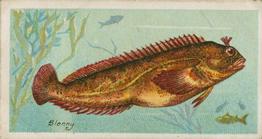1903 Player's Fishes of the World #NNO Blenny Front