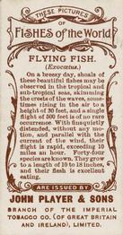 1903 Player's Fishes of the World #NNO Flying-fish Back
