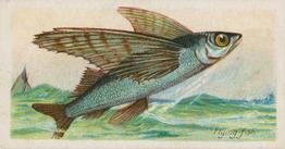 1903 Player's Fishes of the World #NNO Flying-fish Front