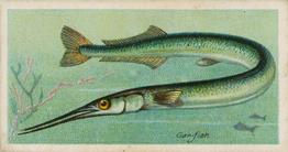 1903 Player's Fishes of the World #NNO Gar-fish Front