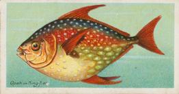 1903 Player's Fishes of the World #NNO Opah or King-fish Front