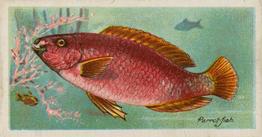 1903 Player's Fishes of the World #NNO Parrot-fish Front