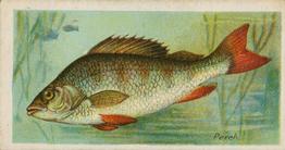1903 Player's Fishes of the World #NNO Perch Front