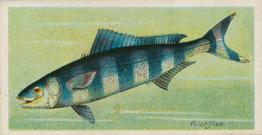1903 Player's Fishes of the World #NNO Pilot-fish Front