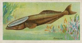 1903 Player's Fishes of the World #NNO Remora Front