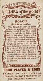1903 Player's Fishes of the World #NNO Roach Back