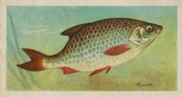 1903 Player's Fishes of the World #NNO Roach Front