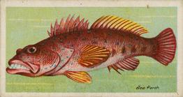 1903 Player's Fishes of the World #NNO Sea Perch Front