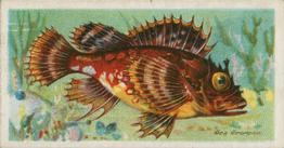 1903 Player's Fishes of the World #NNO Sea Scorpion Front