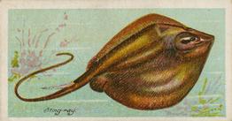 1903 Player's Fishes of the World #NNO Stingray Front