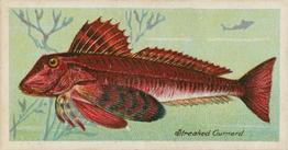 1903 Player's Fishes of the World #NNO Streaked Gurnard Front