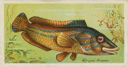1903 Player's Fishes of the World #NNO Striped Wrasse Front