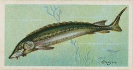 1903 Player's Fishes of the World #NNO Sturgeon Front