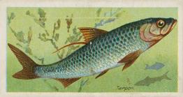 1903 Player's Fishes of the World #NNO Tarpon Front