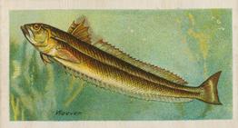 1903 Player's Fishes of the World #NNO Weever Front