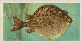 1903 Player's Fishes of the World #NNO Trunk-fish Front