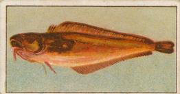 1912 Capstan Navy Cut Tobacco Fish of Australasia #3 Beardie or Ling Front
