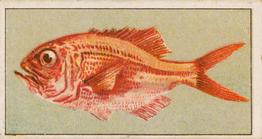 1912 Capstan Navy Cut Tobacco Fish of Australasia #6 Nannygai Front
