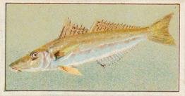 1912 Capstan Navy Cut Tobacco Fish of Australasia #18 Sand Whiting Front