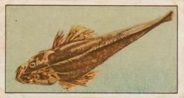 1912 Capstan Navy Cut Tobacco Fish of Australasia #23 Dusky Flathead Front