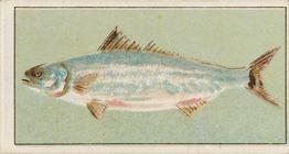 1912 Capstan Navy Cut Tobacco Fish of Australasia #24 Salmon Front