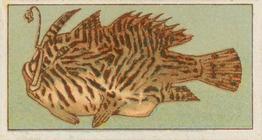 1912 Capstan Navy Cut Tobacco Fish of Australasia #25 Striped Angler Fish Front
