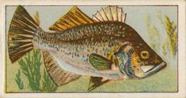 1912 Capstan Navy Cut Tobacco Fish of Australasia #26 Estuary Perch Front