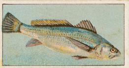 1912 Capstan Navy Cut Tobacco Fish of Australasia #27 Kingfish Front