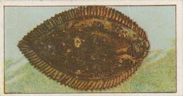 1912 Capstan Navy Cut Tobacco Fish of Australasia #28 Black Sole Front