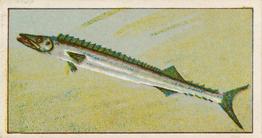 1912 Capstan Navy Cut Tobacco Fish of Australasia #29 Barracouta Front