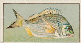 1912 Capstan Navy Cut Tobacco Fish of Australasia #30 Black Bream Front